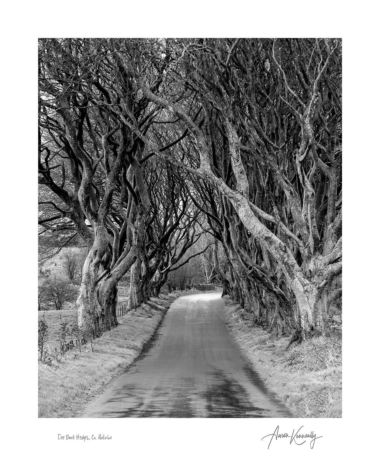 The Dark Hedges, Co. Antrim